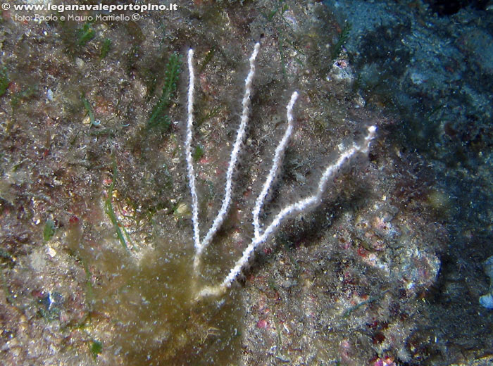 Porto Pino foto subacquee - 2006 - C.Teulada, gorgonia bianca (Eunicella singularis), alquanto rara nella zona