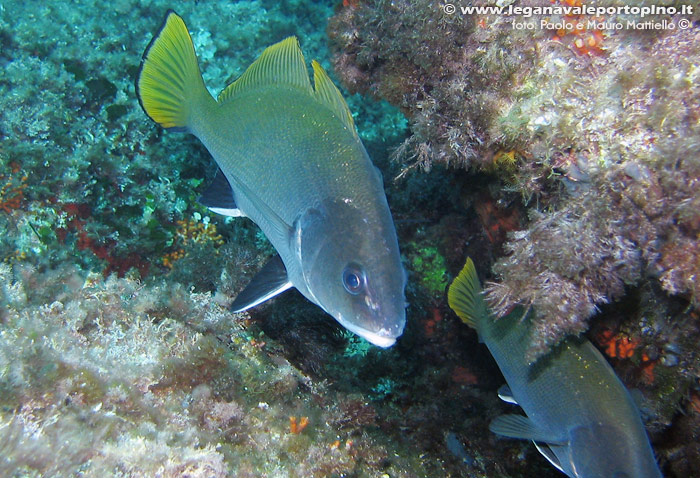 Porto Pino foto subacquee - 2006 - Bell'esemplare di Corvina (Sciaena umbra)