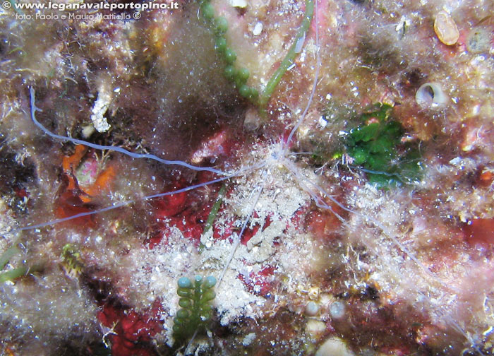 Porto Pino foto subacquee - 2006 - Verme terebellide (?) (si vedono i tentacoli)