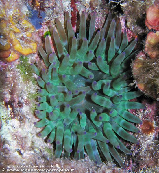 Porto Pino foto subacquee - 2006 - Anemone Grosso (Cribrinopsis crassa)