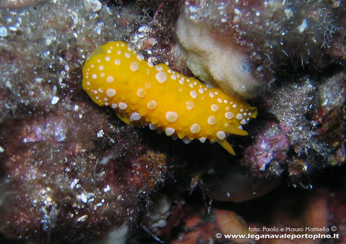 Porto Pino foto subacquee - 2006 - Nudibranco Fillidia (Phyllidia flava)