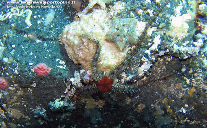 Porto Pino foto subacquee - 2006 - Ofiura (Ophiotrix fragilis)