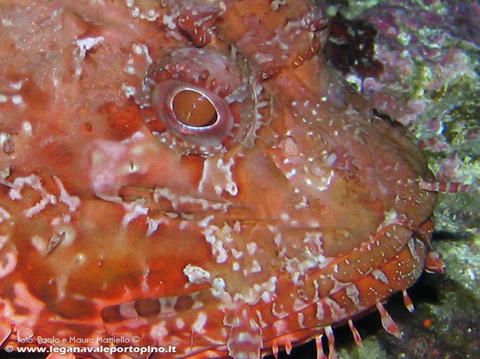 Porto Pino foto subacquee - 2006 - Dettaglio della testa di un grosso scorfano rosso