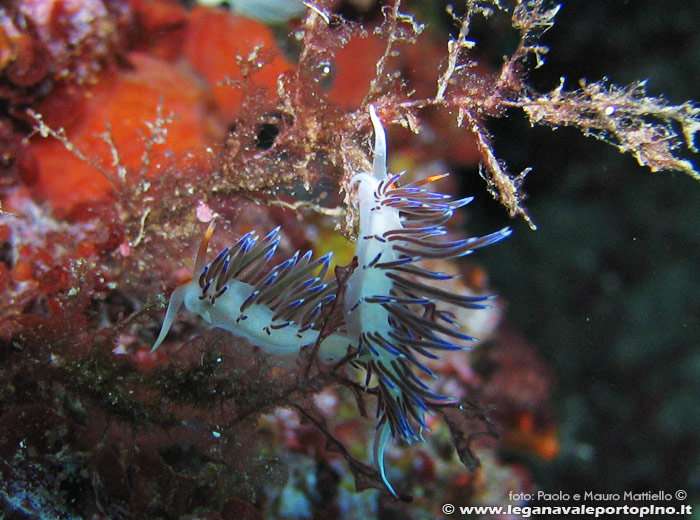 Porto Pino foto subacquee - 2006 - Due nudibranchi Cratena peregrina