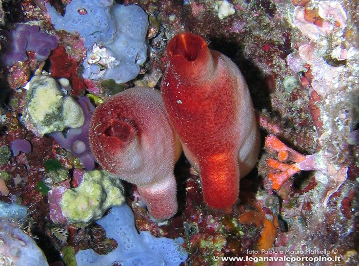 Porto Pino foto subacquee - 2006 - Due esemplari di patata di mare (Halocynthia papillosa)