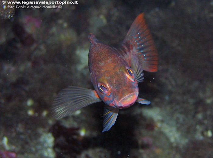 Porto Pino foto subacquee - 2006 - Comunissima perchia (Serranus cabrilla)