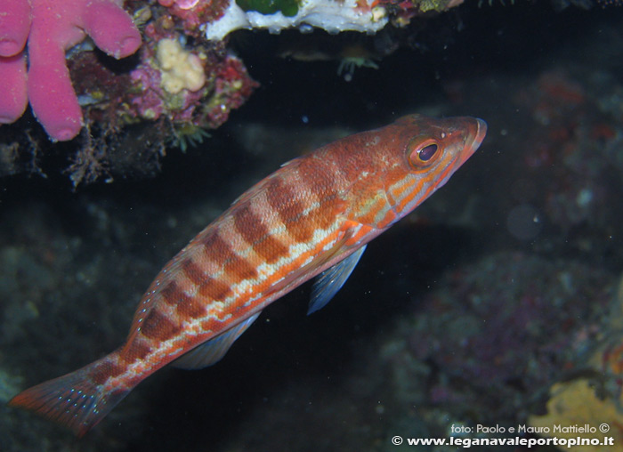 Porto Pino foto subacquee - 2006 - Perchia (Serranus cabrilla)