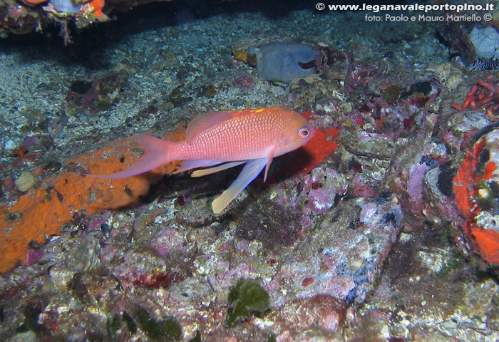Porto Pino foto subacquee - 2006 - Castagnola rossa (Anthias anthias))