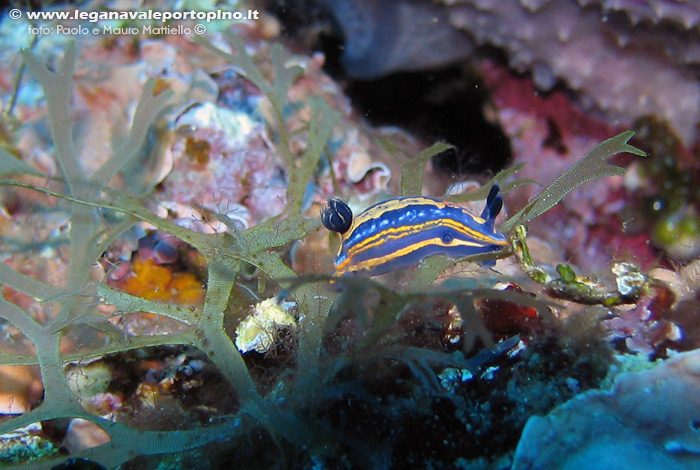 Porto Pino foto subacquee - 2006 - Nudibranco doride tricolore (Hypselodoris tricolor))