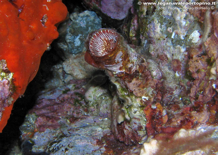 Porto Pino foto subacquee - 2006 - Mollusco Vermeto o Vermetide grande (Serpulorbis arenaria), chiuso nel suo tubo, con l'opercolo visibile)