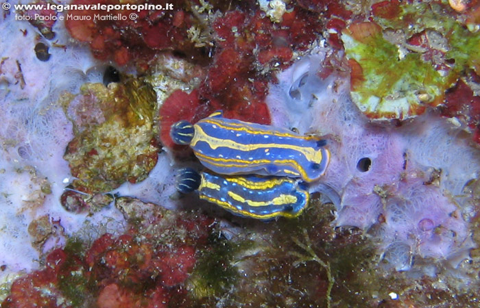 Porto Pino foto subacquee - 2006 - Due nudibranchi doride tricolore (Hypselodoris tricolor))