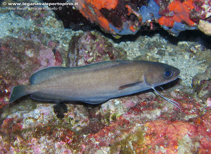 Porto Pino foto subacquee - 2006 - Musdea, o Mostella (Phycis phycis) , 25 cm)