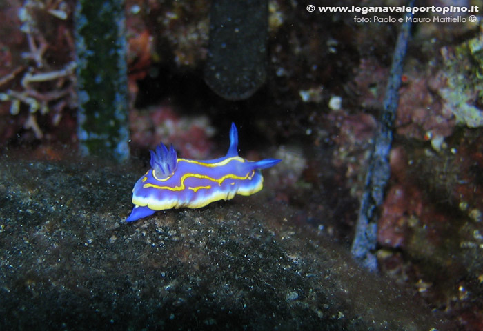 Porto Pino foto subacquee - 2006 - Nudibranco Cromodoride di Brito (Chromodoris britoi)