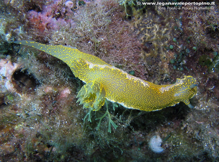 Porto Pino foto subacquee - 2006 - Nudibranco Hypselodoris picta
