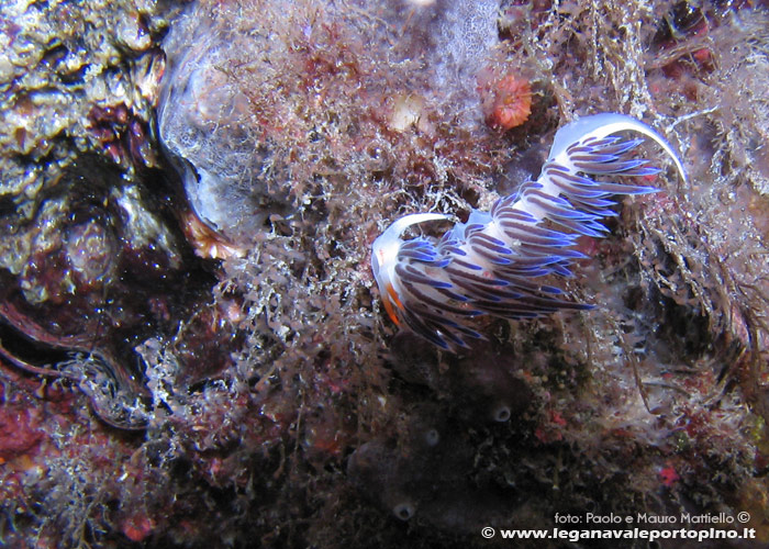 Porto Pino foto subacquee - 2006 - Nudibranco Cratena peregrina, poco sotto il pelo dell'acqua (P.Menga)