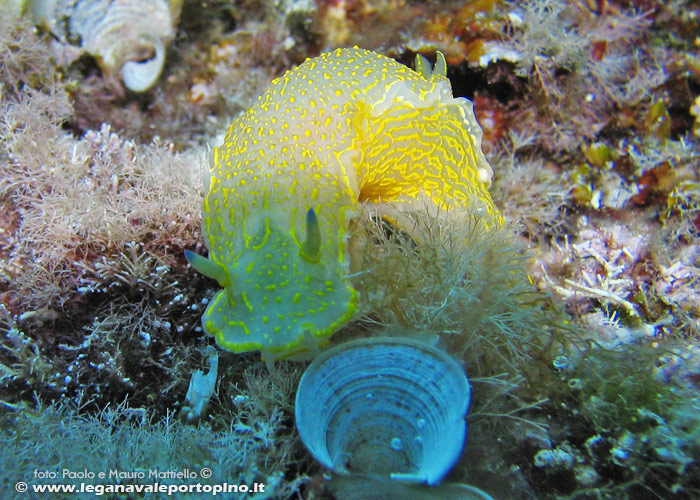 Porto Pino foto subacquee - 2006 - Nudibranco Hypselodoris picta