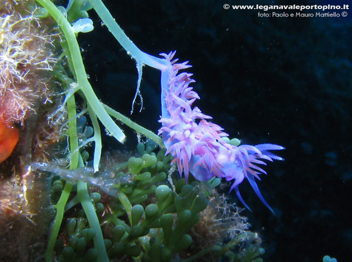 Porto Pino foto subacquee - 2006 - Nudibranco Flabellina affinis, C.Galera (C.Teulada)