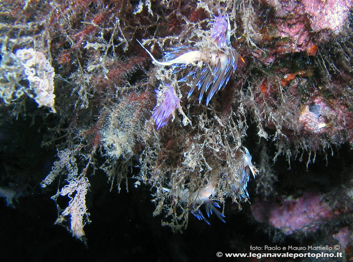 Porto Pino foto subacquee - 2006 - Pochi metri sotto il pelo dell'acqua (P.Menga), numerosi nudibranchi, tra cui cratena peregrina e flabellina affinis, con uova