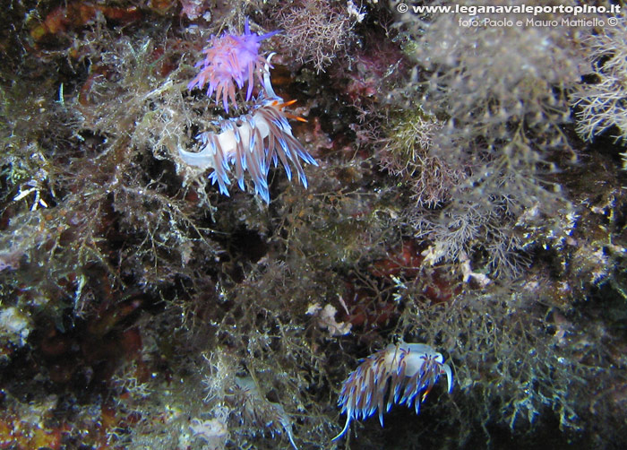 Porto Pino foto subacquee - 2006 - Pochi metri sotto il pelo dell'acqua (P.Menga), numerosi nudibranchi, tra cui cratena peregrina e flabellina affinis