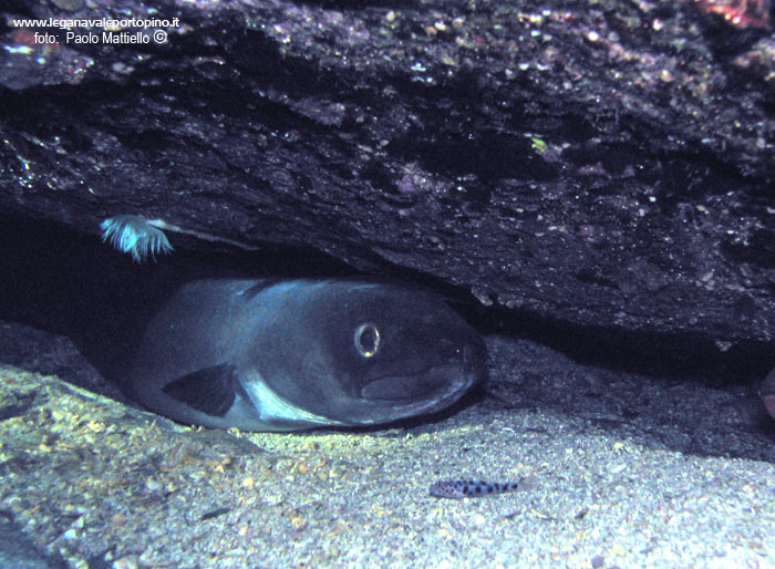 Porto Pino foto subacquee - 2005 - Grosso grongo (Conger conger) in tana