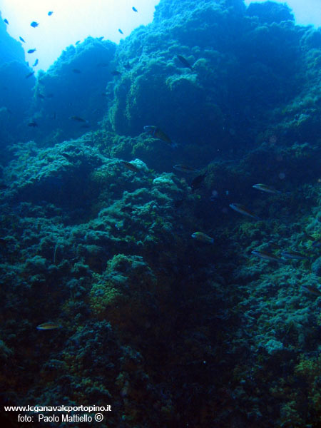 Porto Pino foto subacquee - 2005 - Vista dal basso del cappello della Secca di Cala Piombo 