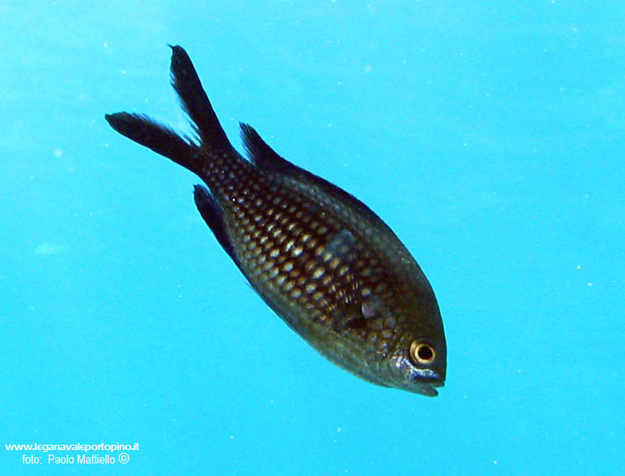 Porto Pino foto subacquee - 2005 - Castagnola (Chromis chromis)