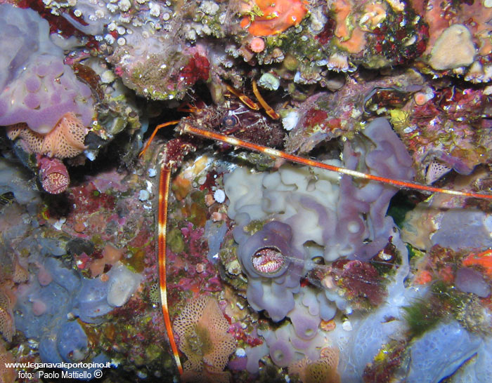 Porto Pino foto subacquee - 2005 - Piccola aragosta. e vari organismi (spugna Oscarella lobularis (viola), trine di mare, vermeti etc.)
