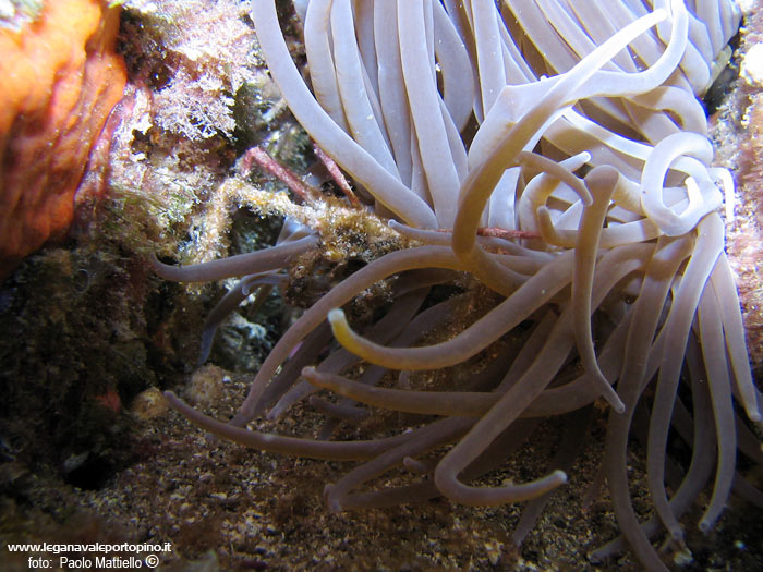 Porto Pino foto subacquee - 2005 - Granchio Ragno dell'Anemone (Inachus phalangium), 3 cm, tra i tentacoli di un anemone