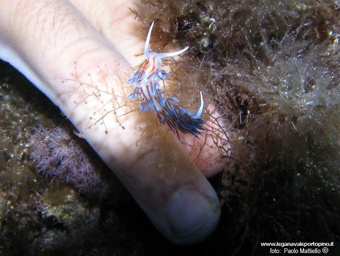 Porto Pino foto subacquee - 2005 - Nudibranco Cratena (Cratena peregrina). Si notino le dimensioni rapportate alle dita della mano
