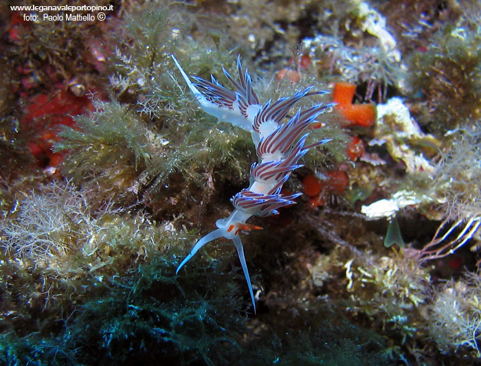 Porto Pino foto subacquee - 2005 - Nudibranco Cratena (Cratena peregrina), 2-3 cm 