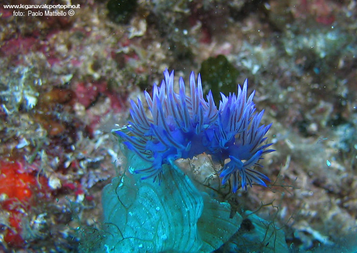 Porto Pino foto subacquee - 2005 - 2 nudibranchi Flabellina affinis in accoppiamento