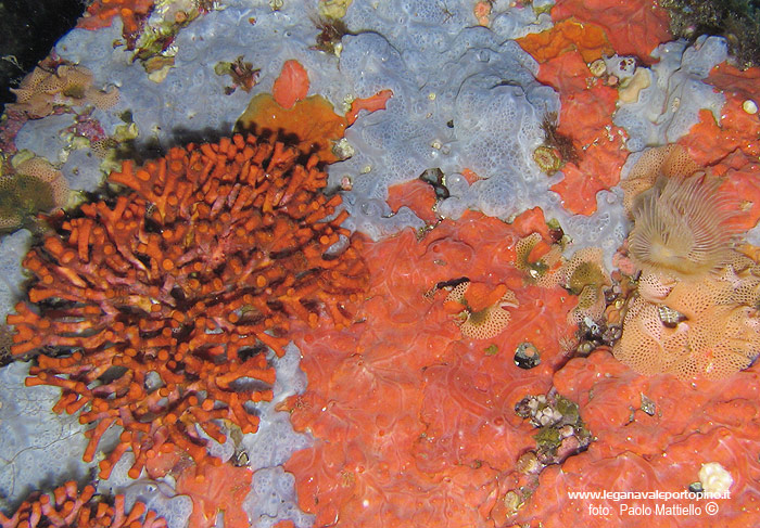 Porto Pino foto subacquee - 2005 - Falso corallo (Myriapora truncata). a sinistra. Spugne incrostanti: Spyrastrella Cunctatrix (arancione) e Anchinoe Azzurra. Inoltre: briozoi trine di mare (Sertella sp.) (le fragili trine traforate) e verme Protula (il ciuffetto biancastro a destra tra le trine).