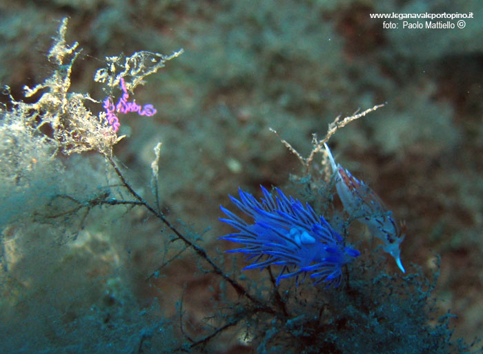 Porto Pino foto subacquee - 2005 - Nudibranchi Cratena e Flabellina. A sinistra, uova di flabellina