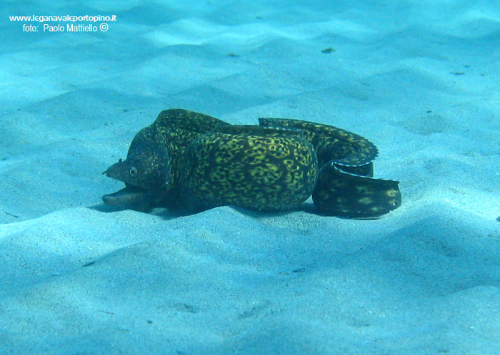 Porto Pino foto subacquee - 2005 - Piccola murena a caccia sulla sabbia, in acqua bassa (spiaggia!)