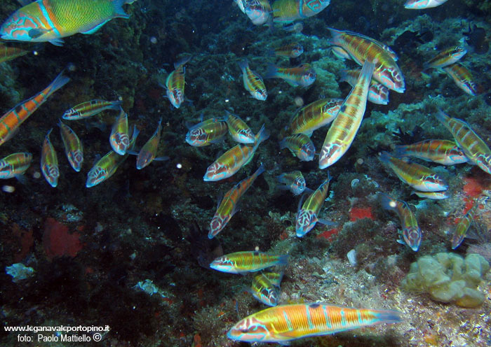Porto Pino foto subacquee - 2005 - Donzelle Pavonine (Thalassoma pavo) in frenesia alimentare