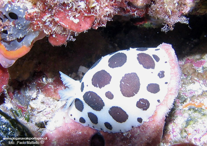 Porto Pino foto subacquee - 2005 - Nudibranco Vacchetta di mare (Discodoris atromaculata) - 5 cm - sul suo cibo preferito (la spugna Petrosia)