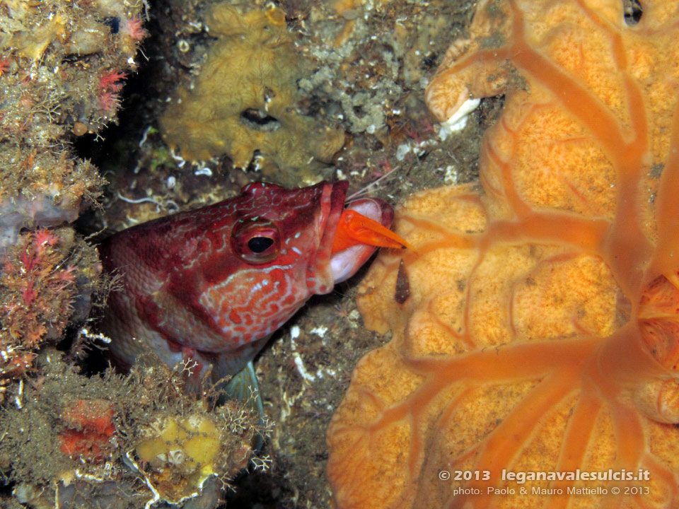 Porto Pino foto subacquee - 2013 - Grotta di P.Aligusta: uno sciarrano (Serranus Scriba) ingoia un gamberetto