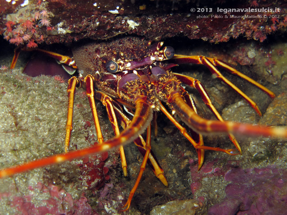 Porto Pino foto subacquee - 2013 - Aragosta (Palinurus vulgaris)