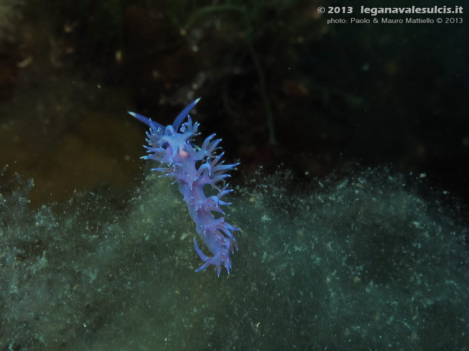 Porto Pino foto subacquee - 2013 - Nudibranchi flabellina (Flabellina affinis)