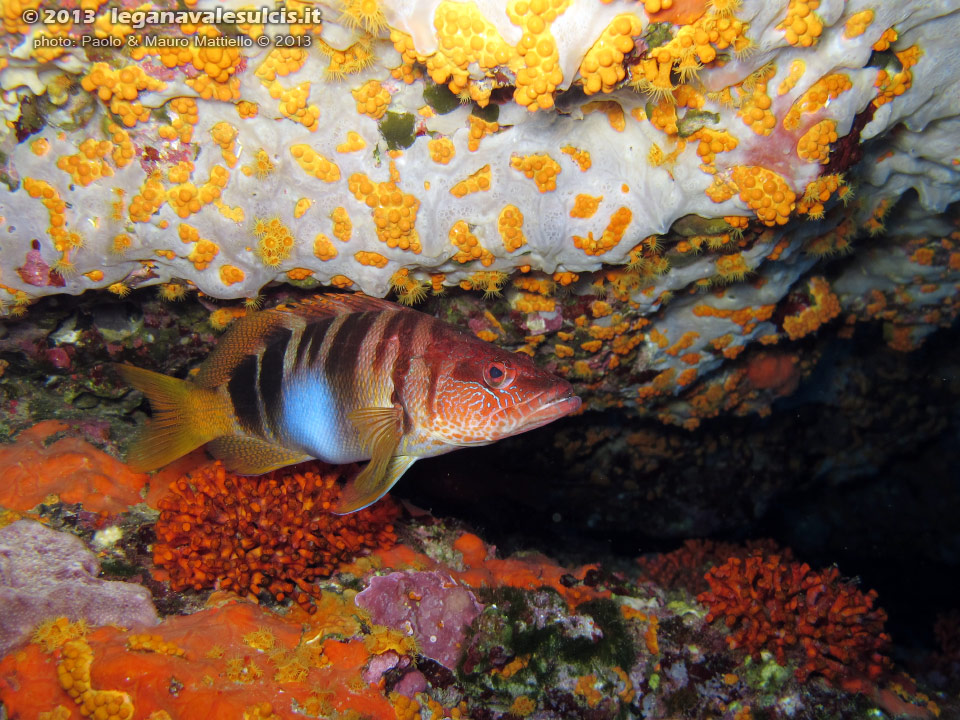 Porto Pino foto subacquee - 2013 - Sciarrano (Serranus Scriba), falso corallo (Myriapora truncata) e margherite di mare chiuse (Parazoanthus axinellae)