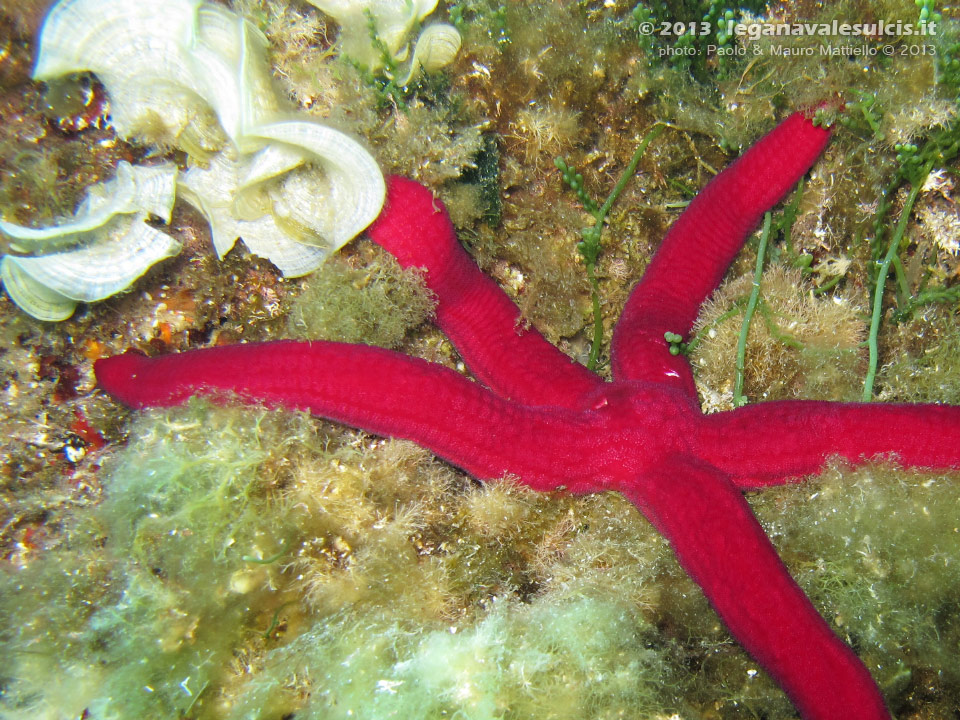 Porto Pino foto subacquee - 2013 - Stella serpente (Ophidiaster ophidianus), molto grande e comune