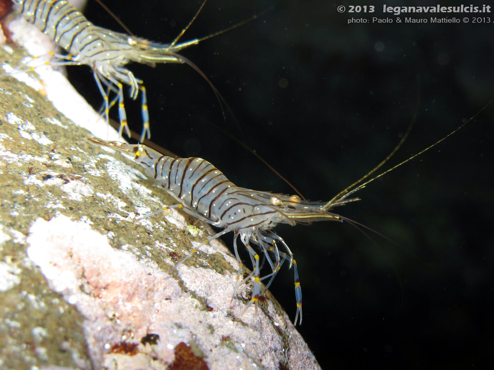 Porto Pino foto subacquee - 2013 - Gamberetti maggiori (Palaemon serratus) o di scogliera (Palaemon elegans)nel buio della grotta di C.B.Podda