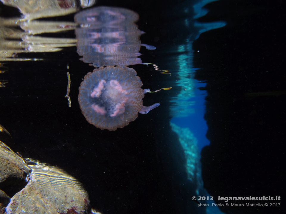 Porto Pino foto subacquee - 2013 - Medusa Vespa di mare (Pelagia noctiluca)