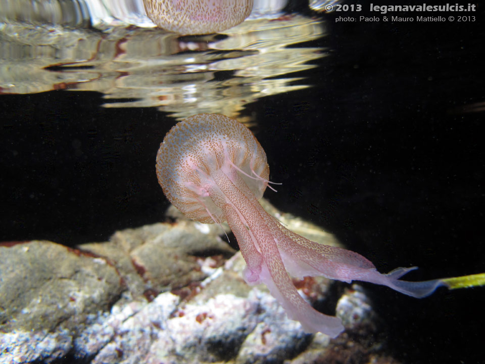 Porto Pino foto subacquee - 2013 - Medusa Vespa di mare (Pelagia noctiluca)