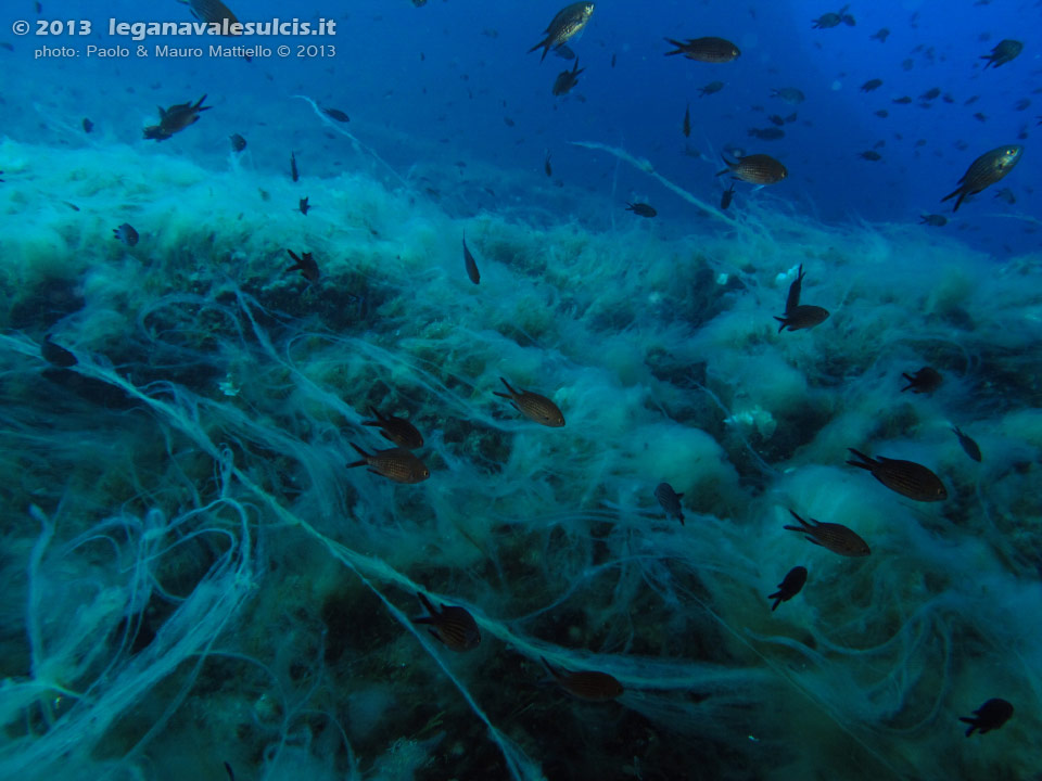 Porto Pino foto subacquee - 2013 - Secca di Cala Piombo: castagnole (Chromis chromis)