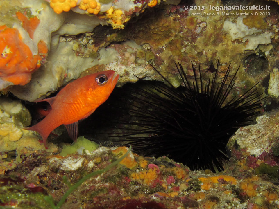 Porto Pino foto subacquee - 2013 - Riccio diadema (Centrostephanus longispinus) e Re di Triglie (Apogon apogon)