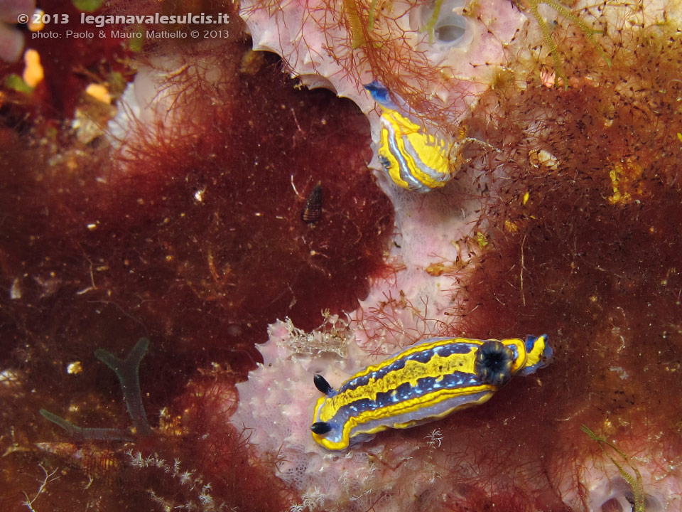 Porto Pino foto subacquee - 2013 - Due bellissimi nudibranchi Hypselodoris fontandraui (2 cm)