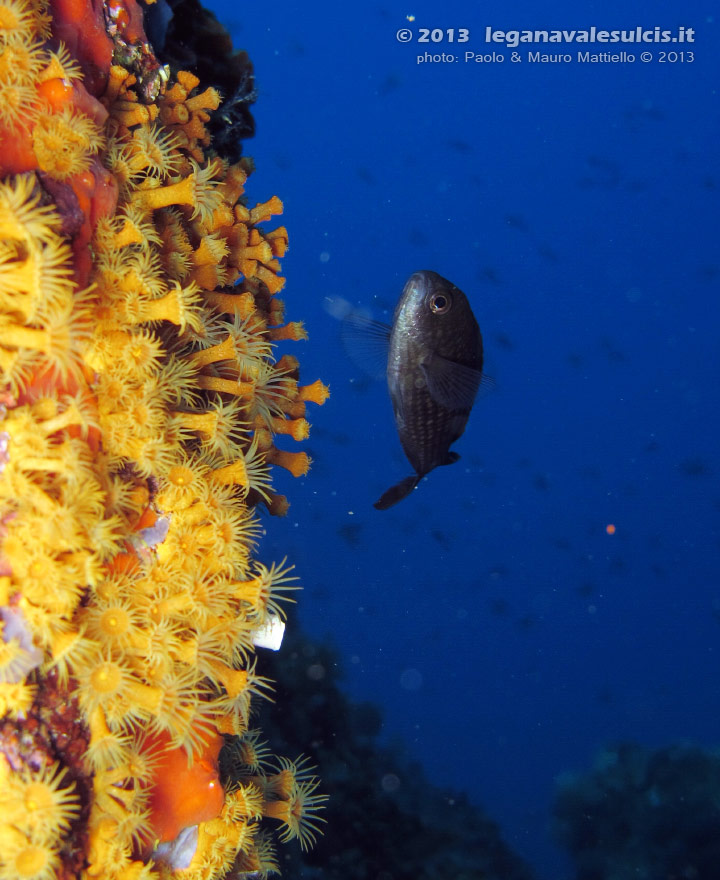 Porto Pino foto subacquee - 2013 - Spettacolare parete di Margherite di mare (Parazoanthus axinellae) e castagnole (Chromis chromis)