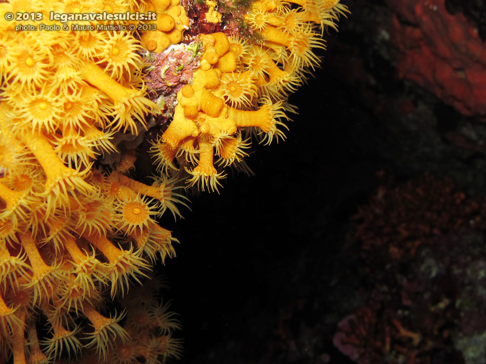Porto Pino foto subacquee - 2013 - Spettacolare parete di Margherite di mare (Parazoanthus axinellae)