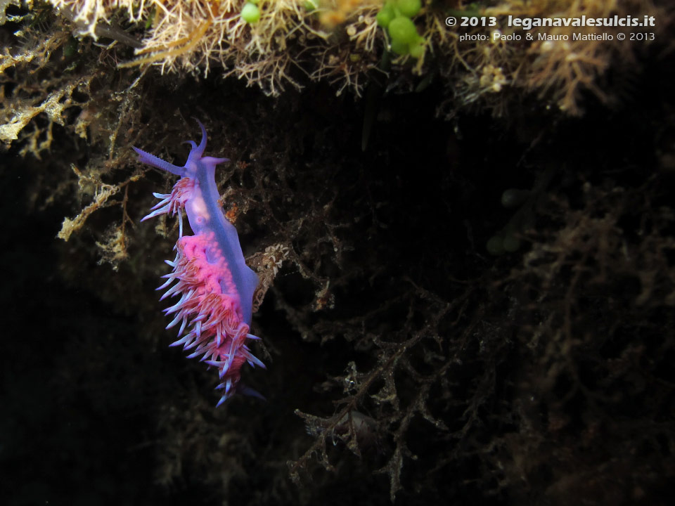 Porto Pino foto subacquee - 2013 - Nudibranco flabellina (Flabellina affinis)